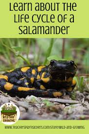 In the summer, the salamanders find damp areas under rocks and logs, and many go into a type of summer hibernation. Pin On Science Based Teachers Pay Teachers