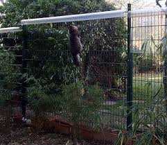 Sibirische Waldkatzen Vom Hohen Timp En 2020 Enclos Pour Chat En Plein Air Abri Pour Chat Enclos Chat
