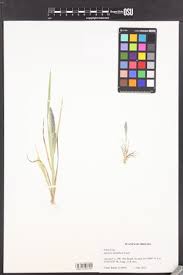 Image result for Agrostis kilimandscharica