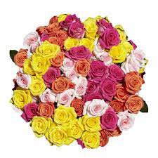 We did not find results for: Buy 50 Assorted Roses 2 Beautiful Colors Fresh Cut Flowers Next Day Delivery Online In Vietnam B01mxnfiag