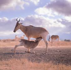 We are perfectly placed to enjoy the many delights that naivasha has to offer, wake up to breathtaking views of lake oloiden, engulf yourself in nature and enjoy the most serene escape right here at naivasha kongoni lodge. Kongoni Suckling Photo Wp06103