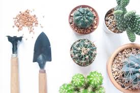 What kind of soil should i use to grow a christmas cactus?. Best Soil For Cactus In Pots Succulent Alley