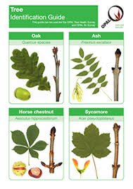 Tree Identification Guide