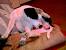 Dog Licking Floor