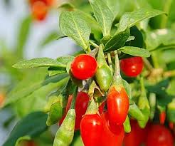Check spelling or type a new query. How To Prune A Goji Berry Shrub Thompson Morgan