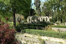 Musée et jardin botaniques de lausanne. Le Filaire A Large Feuille Du Jardin Des Plantes De Montpellier