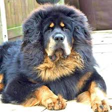 25 Most Expensive Dog Breeds In The World Page 25 Of 25 Top Expensive Most Expensive Dog Dog Breeds Expensive Dogs