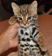 F1 Bengal Kitten 5 Weeks Old Bengal Cat Cost Bengal Cat Cats