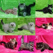 Saat membeli kucing persia, sebaiknya anda jangan terlalu kaget dengan kisaran harga kucing yang satu ini. Kucing Kitten Persia Anggora Longhair Shopee Indonesia