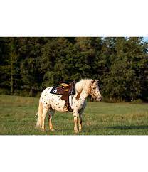 Pony Westernsattel Westernsattel Kramer Pferdesport Westernsattel Pferd Pferde Zubehor