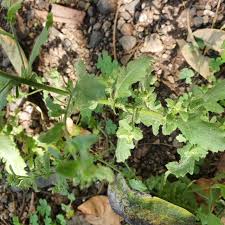 Image result for Pseudoconyza viscosa