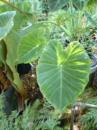 Image result for Remusatia