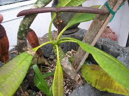 Plumeria care for socal climates. Plantfiles Pictures Plumeria Species Frangipani Nosegay Pagoda Tree Temple Flower Plumeria Rubra By Chamma