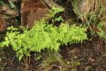 Image result for Cheilanthes schimperi