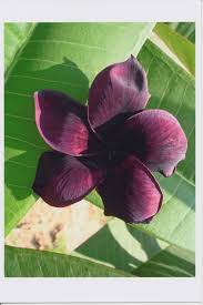 Pin On Plumeria