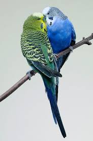 Pin Von Jessica Ltd Auf Oiseau In 2020 Vogel Als Haustiere Hubsche Vogel Bunte Vogel