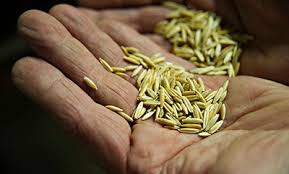 Image result for oats seeds kent