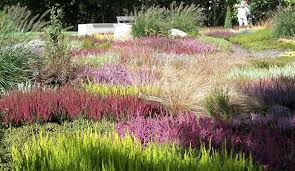 Heidegarten Anlegen Und Gestalten Heidegarten Bodendecker Garten
