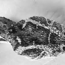 Image result for Crateranthus congolensis