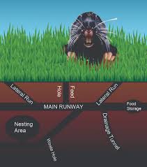 Find out information about gopher hole. What Do Gopher Tunnels Look Like Underground Pro Pacific Pest Control