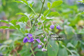 Image result for Solanum seaforthianum