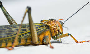 Always pay close attention to color variations and body shapes when trying to identify a species. Pest Id Florida Giant Orange Grasshopper Drive Bye Pest Exterminators