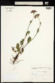 Image result for Pimpinella robynsii