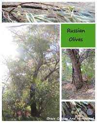 Foraging Russian Olives Russian Olive Tree Olive Tree Care Edible Plants