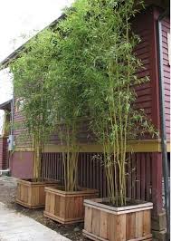 Bambus Garten Selber Machen Zu Hause Wichtige Gartengestaltungsideen Hinterhof Garten Landschaftsbau Und Hinterhof Privatsphare