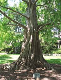 Image result for Rytigynia lewisii