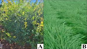 Image result for Crotalaria juncea