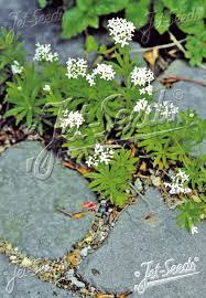 Image result for Galium stenophyllum
