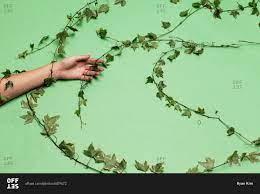 Wear heavy gloves, long sleeves and protective glasses when killing vines, whether or not they are poisonous. Person S Arm Wrapped In Ivy Vine Stock Photo Offset
