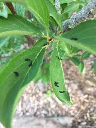 Disse trærne produserer spiselige kjøttfulle frukter brukes for å lage paier. Plum Tree Pest Identification Plums Forum At Permies