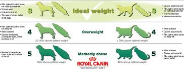 Ideal Pet Weight Chart Macarthur Vet Cat Behavior Weight Charts Cat Care
