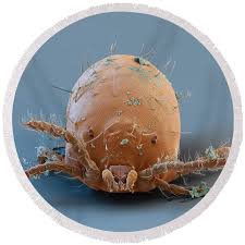 Image result for Trombicula autumnalis