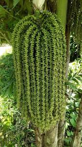 Image result for Caryota