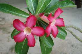 Berikut beberapa bunga yang indah dan sering dijadikan sebagai tanaman hias di bunga adenium atau yang populer di indonesia dengan bunga kamboja jepang nyatanya banyak tumbuh subur juga di indonesia, namun pada. Kemboja Jepang Wikipedia Bahasa Indonesia Ensiklopedia Bebas