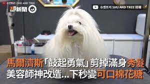 馬爾濟斯「鼓起勇氣」剪掉滿身秀髮美容師神改造...下秒變可口棉花糖| 萌新聞| 生活| 播吧BOBA | ETtoday新聞雲