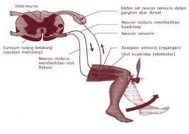 Pada mamalia, hubungan (sninaps) antara neuron somatik aferen dan eferen biasanya terdapat di otak atau medulla spinalis. Mekanisme Gerak Refleks Lutut Info Pendidikan Dan Biologi