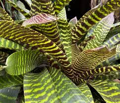 Image result for Monadenium crenatum