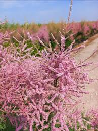 Image result for tamarix ramosissima pink cascade