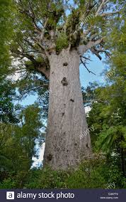 Zunächst traf das mädchen ein carbonpfeil in den oberschenkel, später dann ein messerstich mitten ins herz. Tane Mahuta Herr Des Waldes Die Grossten Lebenden Kauri Baum Agathis Australis Von Neuseeland Mindestens 1250 Jahre Stockfotografie Alamy