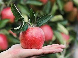 Apfel So Gesund Ist Er Wirklich Vitamine Nahrwerte Kalorien Utopia De