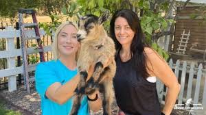 Coexisting with cougars in the Santa Ana Mountains