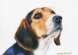 Heather A Mitchell Work Zoom Mia Beagle Art Dog Art Dog Drawing