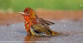 Audubon Society of the Capital Region: Bird Walk