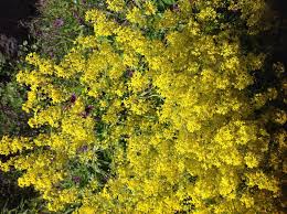 Scarica questa immagine gratuita di fiori spontanei gialli dalla vasta libreria di pixabay di immagini anche in autunno potete portare sul vostro balcone un po' di colore: Piccoli Fiori Gialli Isatis Tinctoria Natura Mediterraneo Forum Naturalistico