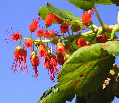 Image result for Greyia