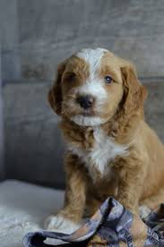 We are located just 8 miles east of mankato minnesota along highway 14. Medium Mini Petite Goldendoodle Puppies For Sale In Iowa Illinois And Wisconsin See My Website Goldendoodle Puppy For Sale Puppy Paws Goldendoodle Puppy